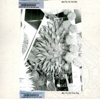 BAHAN PAMERAN DURIAN RAJA SEGALA BUAH