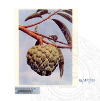 KOLEKSI PAMERAN ALAM SEMULAJADI 1994