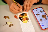 HMA 2024 - BUTTERFLY WING WORKSHOP BY ENTOPIA PENANG