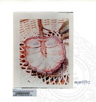 KOLEKSI PAMERAN ALAM SEMULAJADI 1994