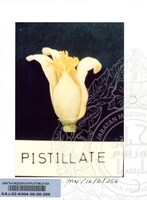 PAMERAN DURIAN RAJA SEGALA BUAH