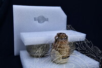 GAMBAR KOLEKSI KAPAL KARAM NANYANG, SUKOTHAI