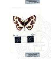 ALAM SEMULAJADI RAMA-RAMA JILID 1