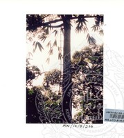 PAMERAN DURIAN RAJA SEGALA BUAH