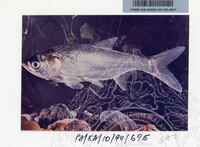 PAMERAN KEINDAHAN ALAM 1994 3