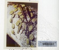 PAMERAN KEINDAHAN ALAM 1994 (2)