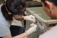 GAMBAR KOLEKSI DAN PENGENDALIAN PAMERAN GELARI 1