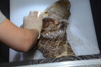 GAMBAR KOLEKSI DAN PENGENDALIAN PAMERAN GELARI 1