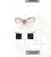 ALAM SEMULAJADI RAMA-RAMA JILID 1