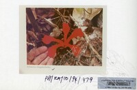 PAMERAN KEINDAHAN ALAM 1994 (2)