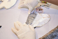 BENGKEL TAKSIDERMI IKAN