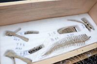 GAMBAR KOLEKSI DAN PENGENDALIAN PAMERAN GELARI 1