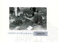 ARKEOLOGI SG. MAS, KEDAH SM : 32-3/93 VOL : 6 HP