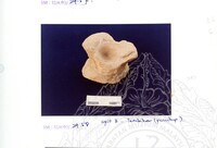 ARKEOLOGI SG. MAS, KEDAH SM : 32-4 / 93 VOL : 1 W