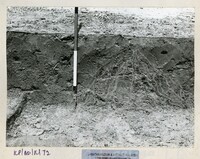 ARKEOLOGI BENDANG DALAM TPK 50 1974