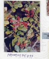 PAMERAN KEINDAHAN ALAM 1994 (2)