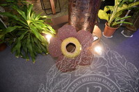 HMA 2024 - CONTENT PAMERAN