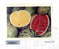 KOLEKSI PAMERAN ALAM SEMULAJADI 1994