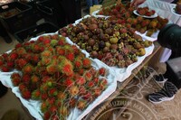 HMA 2025- 29.7.2025 - PROGRAM JOM GI BALING DI SK TUNKU PUTERA, GUA SIREH DAN DUSUN TOK WAK