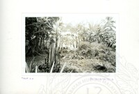 ARKEOLOGI SG. MAS, KEDAH SM, 32-4,93 VOL,3 HP FASA 4 LOKASI, POKOK, LAWATAN, CERAMAH, AKTIVITI - HITAM/ PUTIH. HASSAN