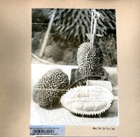 BAHAN PAMERAN DURIAN RAJA SEGALA BUAH