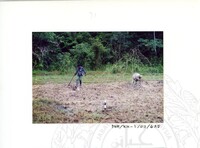 ARKEOLOGI KOTA KAYANG PERLIS 2002 JILID 3