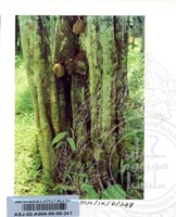 PAMERAN DURIAN RAJA SEGALA BUAH