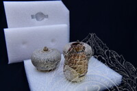 GAMBAR KOLEKSI KAPAL KARAM NANYANG, SUKOTHAI