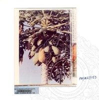 KOLEKSI PAMERAN ALAM SEMULAJADI 1994