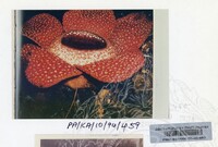 PAMERAN KEINDAHAN ALAM 1994 (2)