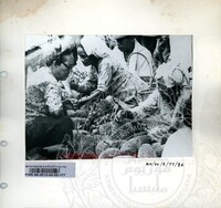 BAHAN PAMERAN DURIAN RAJA SEGALA BUAH