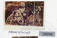 PAMERAN KEINDAHAN ALAM 1994 (2)