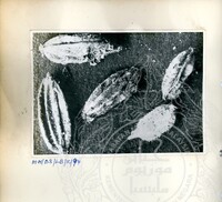 BAHAN PURBA LEMBAH BUJANG, KEDAH 1 (ETNOLOGI)