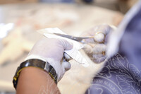 BENGKEL TAKSIDERMI IKAN