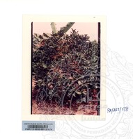 KOLEKSI PAMERAN ALAM SEMULAJADI 1994