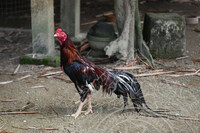 KERJA-KERJA PENYELIDIKAN DI PAHANG, TERENGGANU, KELANTAN