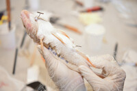 BENGKEL TAKSIDERMI IKAN