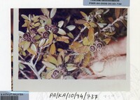 PAMERAN KEINDAHAN ALAM 1994 3