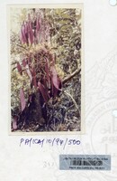 PAMERAN KEINDAHAN ALAM 1994 (2)