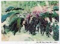 BANGUNAN MUZIUM ARKEOLOGI LEMBAH BUJANG KEDAH - JILID 5