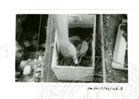 ARKEOLOGI SG. MAS, KEDAH SM: 32-5/ 93 VOL: 5 W