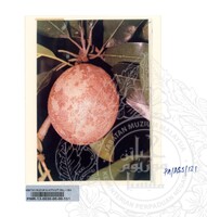 KOLEKSI PAMERAN ALAM SEMULAJADI 1994