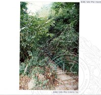 KURSUS ASAS ARKEOLOGI DAN EKSPLORASI GUA BERTEMPAT DI STESYEN RENJER GUNUNG SENYUM, TEMERLOH, PAHANG. ANJURAN CRECH ROVERS, POLITEKNIK MERLIMAU, MELAKA DENGAN KERJASAMA JMA DAN JABATAN PERHUTANAN PAHA