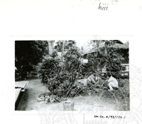 ARKEOLOGI SG. MAS, KEDAH SM: 32-5/ 93 VOL: 5 W