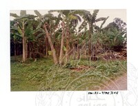 ARKEOLOGI SG. MAS, KEDAH SM: 32-7/95 (JILID 4) (WARNA)