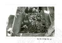 ARKEOLOGI SG. MAS, KEDAH SM: 32-5/ 93 VOL 4 W