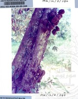 PAMERAN DURIAN RAJA SEGALA BUAH