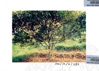 PAMERAN DURIAN RAJA SEGALA BUAH