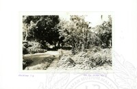 ARKEOLOGI SG. MAS, KEDAH SM, 32-4,93 VOL,3 HP FASA 4 LOKASI, POKOK, LAWATAN, CERAMAH, AKTIVITI - HITAM/ PUTIH. HASSAN