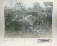 SEJARAH KOLEKSI JOHOR